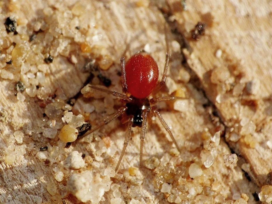 Femmina di Ostearius melenopygius - Torrinpietra (RM)